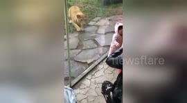 Newsflare Edit - Oregon Zoo Lion Wants to eat my Daughter