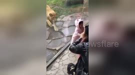 Oregon Zoo lion 'tries to eat' toddler