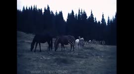 Free Horses in Apuseni Mountains