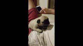 Adorable pug puppy finds her voice.