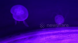 Jellyfish under moonscape-style lighting