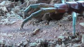 Raw footage of the Giant Centipede  New Zealand