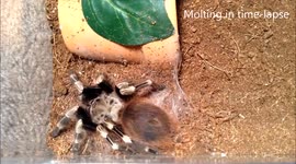 Nhandu chromatus molting in time-lapse