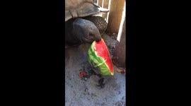 This giant tortoise absolutely loves watermelon