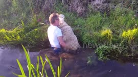 Good samaritan rescues sheep stuck in a river in Wales
