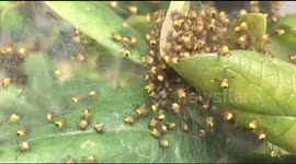 Hundreds of baby spiders hatch in a UK garden
