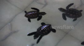 Baby turtles eating