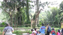 Giraffe scratching itself