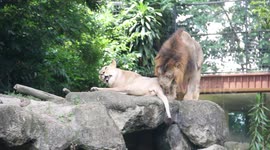African Lion and Lioness getting frisky