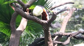 Malayan Flying Fox Bat eating
