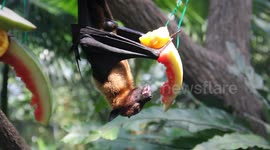 Malayan Flying Fox Bat eating fruit