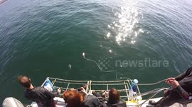 Huge shark catches crew off guard, including the cameraman!