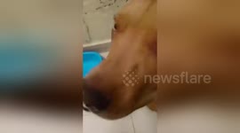 Newsflare Edit - Pitbull rescues a kitten