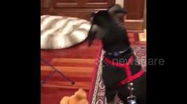 Newsflare Edit - Puupy is fascinated when hearing the flute for the first time