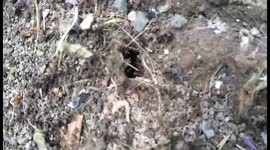 Ants in action