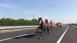 UNLEASHED GALLOP ON THE HIGHWAY