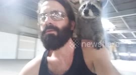 Raccoon enjoys bike ride on owner's shoulder (short version)