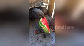 Newsflare Edit - Noto the Aldabra Tortoise Loves Watermelon Donations from De Vine Marketplace