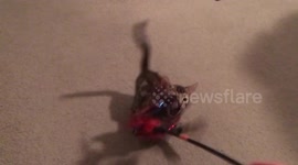 Bengal kitten attacks the evil feather stick
