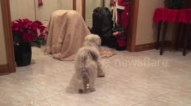 Cats have their priorities: What bengals do when faced with a monster