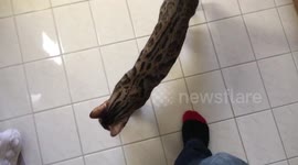 How Bengal cats ask you to pay attention