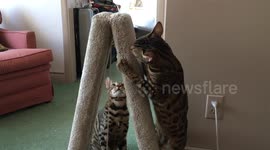 Bengal cats go nuts when there's catnip on their new cat tower