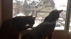 Bengal cats watch the snow fall