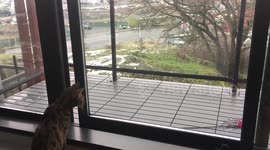 Bengal cat meets his new neighbours… they're pretty big
