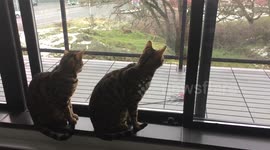 Bengals meet their new neighbours: part II