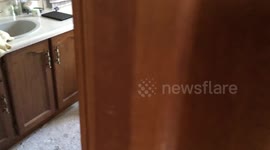 Bengal cats get CAUGHT investigating the bidet