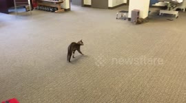 Bengal kittens play in a big, open space for the first time