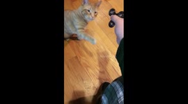 Cat plays with fidget spinner