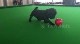 Cute overload! Pug puppy pots snooker ball