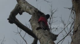 Sparrowhawk tries to steal baby parrot off parrot poacher Nicaragua