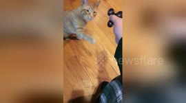 Newsflare Edit - Cat plays with fidget spinner