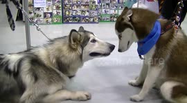Malamute makes friends with sheep and Husky dog