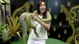 Girl nervously laughs while holding a large snake
