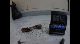 Feeding Carnivorous Ants Time Lapse