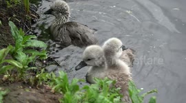 Man with spade tries to rescue baby swans from certain death. Six set out, how many will come back? .