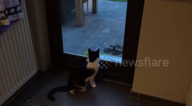 Cat tries (in vain) to catch a fly