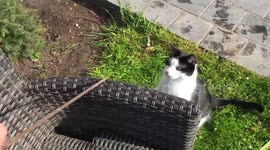 Cat training in the garden