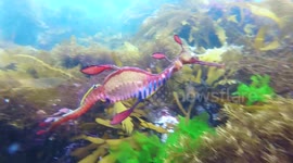 Rare 'weedy seadragon' spotted by freedivers