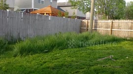Dog swan dives and disappears in long grass