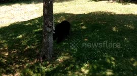 Bear Lunges in Backyard