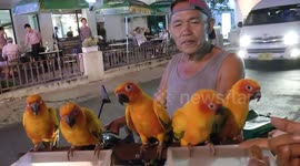 News vendor takes birds on his rounds