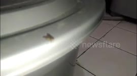 Insect clean the hands