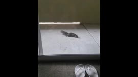 Feeding Squirrels