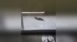 Newsflare Edit - Feeding Squirrels