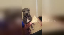 Shy dog hates eating in front of people