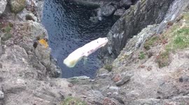 Sperm whale dies after getting trapped in cove in Shetland